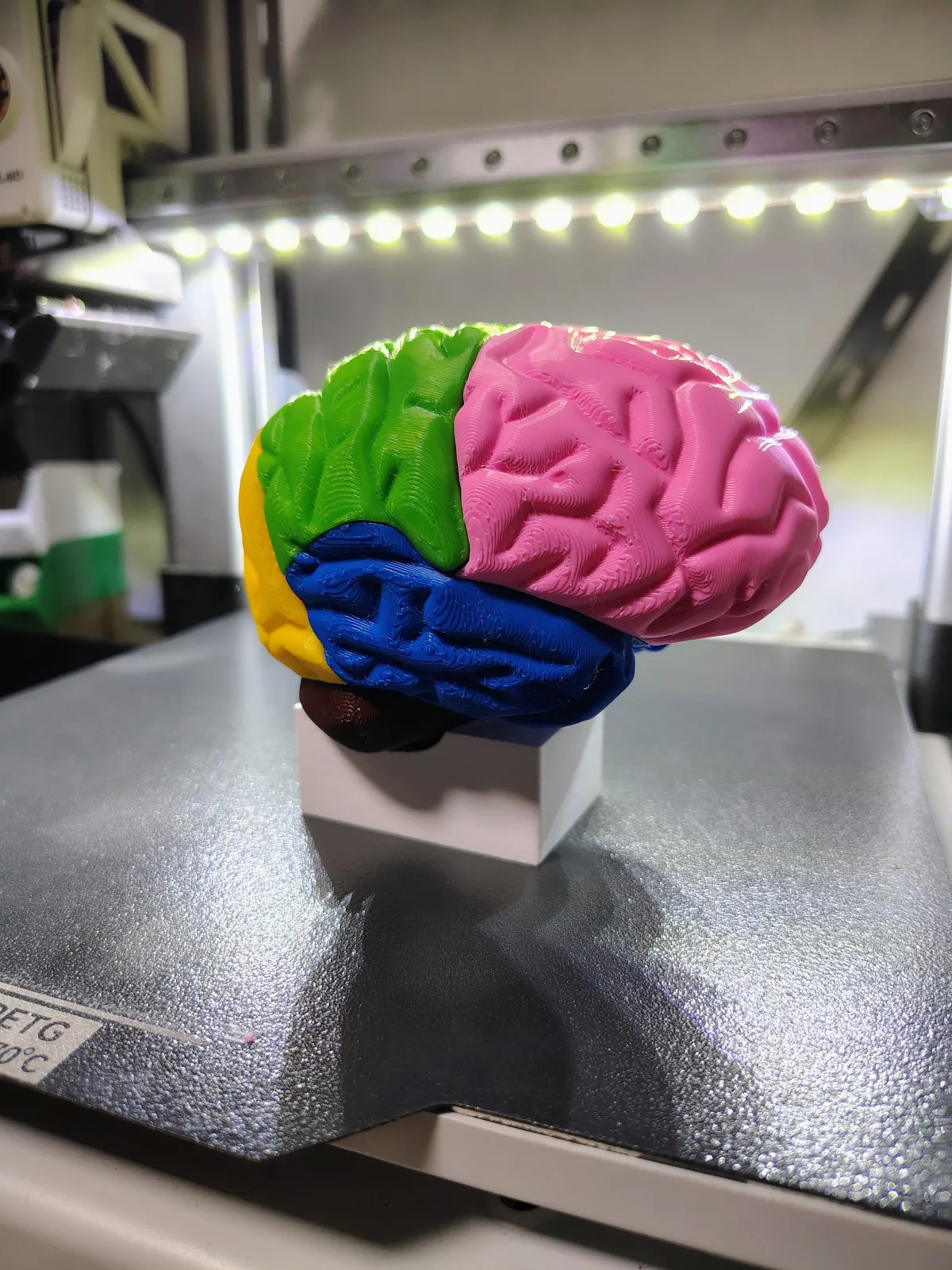 Cerebro humano 